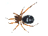  ( - BIOUG07164-A12)  @13 [ ] CreativeCommons - Attribution (2013) G. Blagoev Centre for Biodiversity Genomics