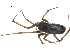  (Enoplognatha joshua - BIOUG07164-B04)  @12 [ ] CreativeCommons - Attribution (2013) G. Blagoev Centre for Biodiversity Genomics