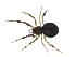  (Dipoena malkini - BIOUG07164-B11)  @12 [ ] CreativeCommons - Attribution (2013) G. Blagoev Centre for Biodiversity Genomics