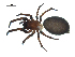 ( - BIOUG07164-C08)  @12 [ ] CreativeCommons - Attribution (2013) G. Blagoev Centre for Biodiversity Genomics