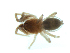 ( - BIOUG07164-H02)  @11 [ ] CreativeCommons - Attribution (2013) G. Blagoev Centre for Biodiversity Genomics