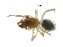  ( - BIOUG07164-H03)  @11 [ ] CreativeCommons - Attribution (2013) G. Blagoev Centre for Biodiversity Genomics