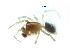  ( - BIOUG07164-H04)  @11 [ ] CreativeCommons - Attribution (2013) G. Blagoev Centre for Biodiversity Genomics