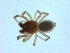  ( - BIOUG07164-H10)  @11 [ ] CreativeCommons - Attribution (2013) G. Blagoev Centre for Biodiversity Genomics