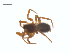  (Ceratinops sylvaticus - CCDB-29007-A02)  @11 [ ] CreativeCommons - Attribution (2015) G. Blagoev Centre for Biodiversity Genomics