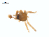  ( - CCDB-29007-A12)  @11 [ ] CreativeCommons - Attribution (2015) G. Blagoev Centre for Biodiversity Genomics