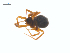  ( - CCDB-29007-E02)  @11 [ ] CreativeCommons - Attribution (2015) G. Blagoev Centre for Biodiversity Genomics