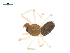 ( - CCDB-29007-E10)  @11 [ ] CreativeCommons - Attribution (2015) G. Blagoev Centre for Biodiversity Genomics