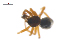  ( - CCDB-29007-H01)  @11 [ ] CreativeCommons - Attribution (2015) G. Blagoev Centre for Biodiversity Genomics
