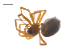  ( - CCDB-29007-H02)  @11 [ ] CreativeCommons - Attribution (2015) G. Blagoev Centre for Biodiversity Genomics