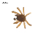  ( - CCDB-29007-H10)  @11 [ ] CreativeCommons - Attribution (2015) G. Blagoev Centre for Biodiversity Genomics