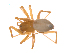  (Porrhomma nekolai - CCDB-28546-A02)  @14 [ ] CreativeCommons - Attribution (2015) G. Blagoev Centre for Biodiversity Genomics