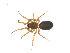  (Sisicottus orites - CCDB-28546-A09)  @11 [ ] CreativeCommons - Attribution (2015) G. Blagoev Centre for Biodiversity Genomics