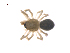  ( - CCDB-28546-C03)  @11 [ ] CreativeCommons - Attribution (2015) G. Blagoev Centre for Biodiversity Genomics