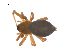  (Sisicottus crossoclavis - CCDB-28546-C07)  @11 [ ] CreativeCommons - Attribution (2015) G. Blagoev Centre for Biodiversity Genomics