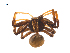  ( - CCDB-28548-G06)  @11 [ ] CreativeCommons - Attribution (2015) G. Blagoev Centre for Biodiversity Genomics