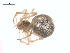  (Theridion - CCDB-28549-C09)  @15 [ ] CreativeCommons - Attribution (2015) G. Blagoev Centre for Biodiversity Genomics
