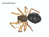  ( - CCDB-28549-C12)  @13 [ ] CreativeCommons - Attribution (2015) G. Blagoev Centre for Biodiversity Genomics