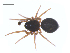  (Ceratinops obscurus - CCDB-28549-E03)  @14 [ ] CreativeCommons - Attribution (2015) G. Blagoev Centre for Biodiversity Genomics