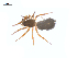  ( - CCDB-28549-E06)  @14 [ ] CreativeCommons - Attribution (2015) G. Blagoev Centre for Biodiversity Genomics