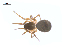  ( - CCDB-28549-E08)  @14 [ ] CreativeCommons - Attribution (2015) G. Blagoev Centre for Biodiversity Genomics