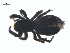  (Pellenes ignifrons - CCDB-28550-A08)  @14 [ ] CreativeCommons - Attribution (2015) G. Blagoev Centre for Biodiversity Genomics