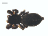  ( - CCDB-28550-A09)  @14 [ ] CreativeCommons - Attribution (2015) G. Blagoev Centre for Biodiversity Genomics