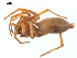  (Drassodes saccatus - CCDB-28550-D10)  @14 [ ] CreativeCommons - Attribution (2015) G. Blagoev Centre for Biodiversity Genomics
