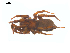  ( - CCDB-28550-E09)  @11 [ ] CreativeCommons - Attribution (2015) G. Blagoev Centre for Biodiversity Genomics
