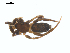  (Zelotes exiguoides - CCDB-28550-F10)  @11 [ ] CreativeCommons - Attribution (2015) G. Blagoev Centre for Biodiversity Genomics