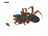 ( - CCDB-28550-F11)  @11 [ ] CreativeCommons - Attribution (2015) G. Blagoev Centre for Biodiversity Genomics