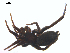  ( - CCDB-28550-F12)  @11 [ ] CreativeCommons - Attribution (2015) G. Blagoev Centre for Biodiversity Genomics