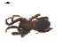  (Zelotes tuobus - CCDB-28550-G02)  @15 [ ] CreativeCommons - Attribution (2015) G. Blagoev Centre for Biodiversity Genomics