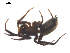  ( - CCDB-28550-G03)  @12 [ ] CreativeCommons - Attribution (2015) G. Blagoev Centre for Biodiversity Genomics