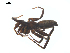  ( - CCDB-28550-G04)  @14 [ ] CreativeCommons - Attribution (2015) G. Blagoev Centre for Biodiversity Genomics