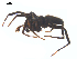  ( - CCDB-28550-G05)  @11 [ ] CreativeCommons - Attribution (2015) G. Blagoev Centre for Biodiversity Genomics