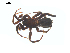  ( - CCDB-28550-G07)  @11 [ ] CreativeCommons - Attribution (2015) G. Blagoev Centre for Biodiversity Genomics