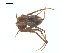  (Titanebo dondalei - CCDB-28550-G11)  @11 [ ] CreativeCommons - Attribution (2015) G. Blagoev Centre for Biodiversity Genomics