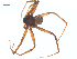  (Thanatus altimontis - CCDB-28552-A02)  @11 [ ] CreativeCommons - Attribution (2015) G. Blagoev Centre for Biodiversity Genomics