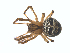  ( - CCDB-28552-B01)  @14 [ ] CreativeCommons - Attribution (2015) G. Blagoev Centre for Biodiversity Genomics