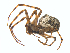  (Metellina mimetoides - CCDB-28552-B03)  @14 [ ] CreativeCommons - Attribution (2015) G. Blagoev Centre for Biodiversity Genomics