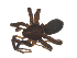  ( - CCDB-28552-C05)  @11 [ ] CreativeCommons - Attribution (2015) G. Blagoev Centre for Biodiversity Genomics