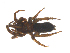  ( - CCDB-28552-C07)  @14 [ ] CreativeCommons - Attribution (2015) G. Blagoev Centre for Biodiversity Genomics