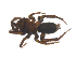  ( - CCDB-28552-C09)  @11 [ ] CreativeCommons - Attribution (2015) G. Blagoev Centre for Biodiversity Genomics