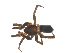  ( - CCDB-28552-C10)  @14 [ ] CreativeCommons - Attribution (2015) G. Blagoev Centre for Biodiversity Genomics