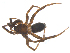  ( - CCDB-28552-C11)  @14 [ ] CreativeCommons - Attribution (2015) G. Blagoev Centre for Biodiversity Genomics
