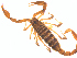  (Paruroctonus boreus - CCDB-28552-D04)  @13 [ ] CreativeCommons - Attribution (2015) G. Blagoev Centre for Biodiversity Genomics