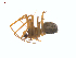  (Lepthyphantes - CCDB-28948-E08)  @15 [ ] CreativeCommons - Attribution (2015) G. Blagoev Centre for Biodiversity Genomics