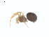  (Dipoena - CCDB-28948-F05)  @15 [ ] CreativeCommons - Attribution (2015) G. Blagoev Centre for Biodiversity Genomics