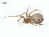  ( - CCDB-29005-A11)  @11 [ ] CreativeCommons - Attribution (2015) G. Blagoev Centre for Biodiversity Genomics